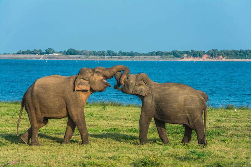 Elephant Jeep Safari at Minneriya National Park - The 15-minute welcome refreshment stop