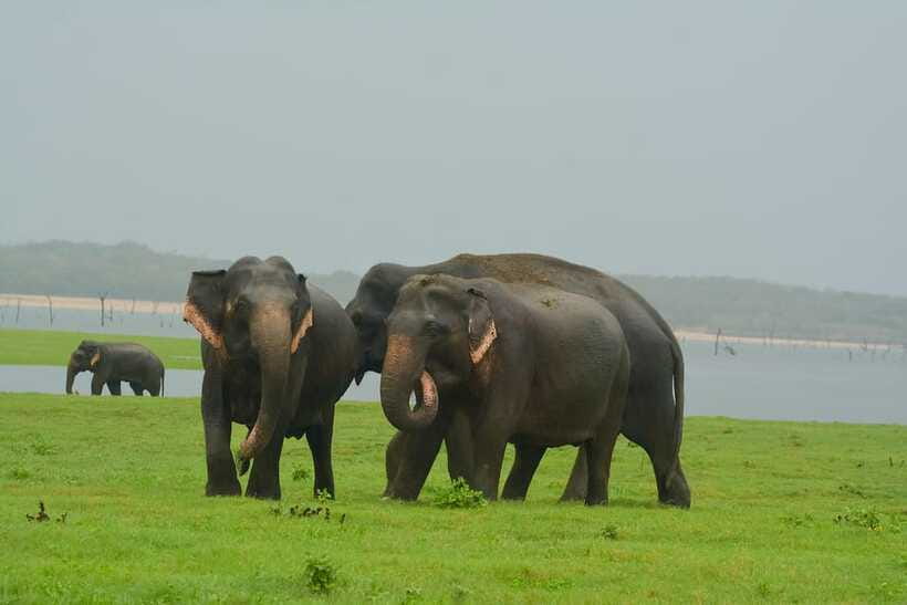 Elephant Jeep Safari at Minneriya National Park - What the $35 price really covers