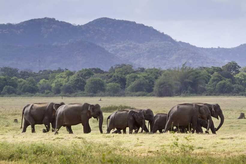 Elephant Jeep Safari at Minneriya National Park - Safety, comfort, and the small details that matter