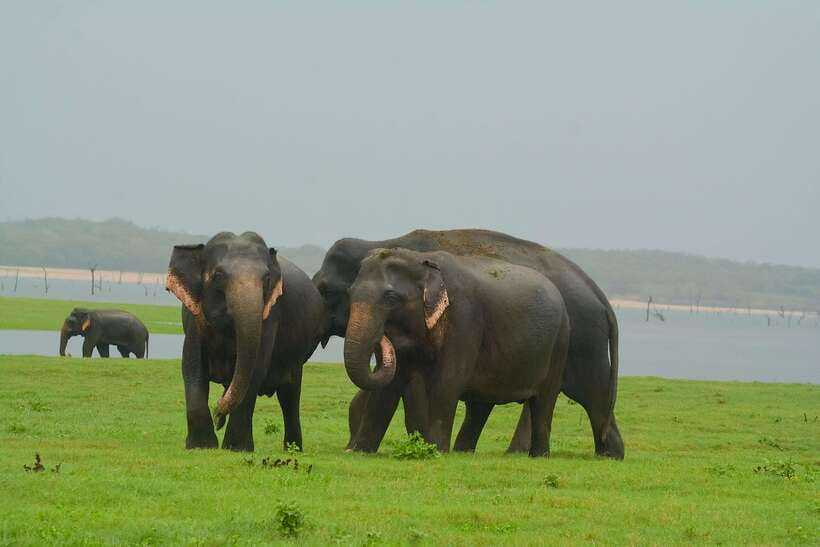 Elephant Jeep Safari at Minneriya National Park - The four pickup choices around Sigiriya and Habarana