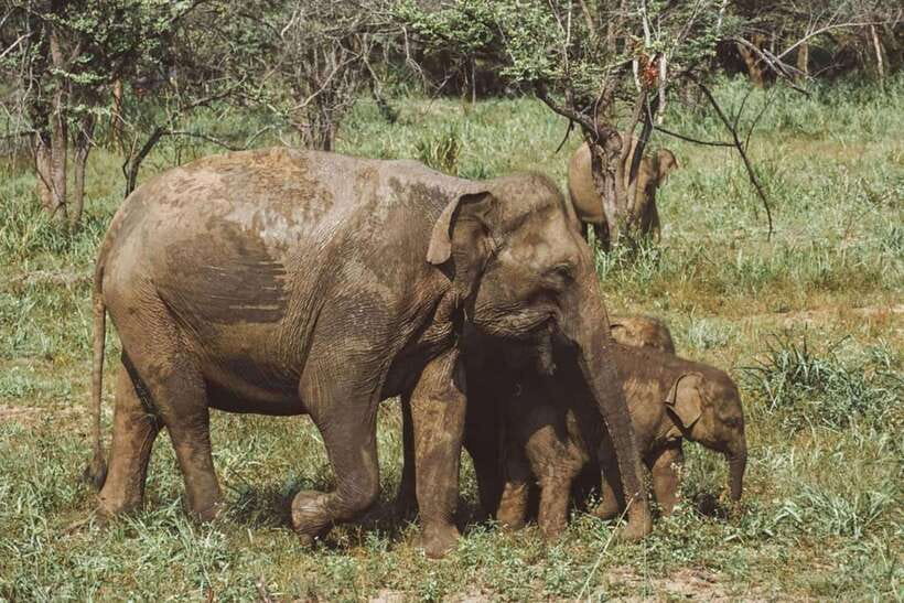 Elephant Kingdom Safari – Minneriya National Park - Key points to know before booking