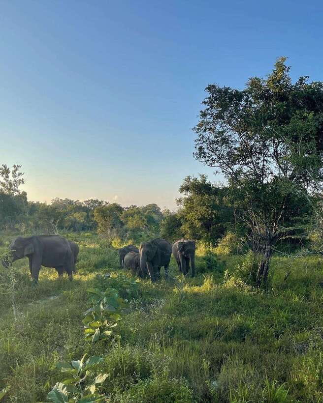 Elephant Kingdom Safari – Minneriya National Park - A guide who adjusts to the conditions