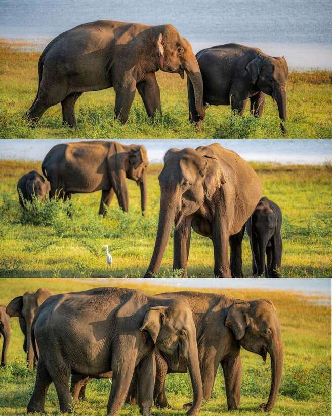 Elephant Kingdom Safari – Minneriya National Park - Hotel pickup makes the early start easier
