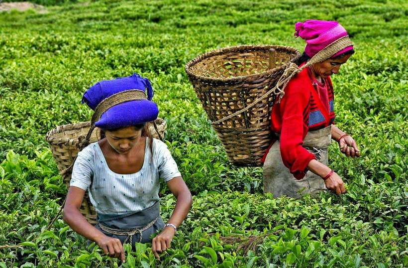 Ella Day Tour: with Tea Factory Visit from Colombo/Bentota - Pedro Tea Factory explains Sri Lanka’s famous drink