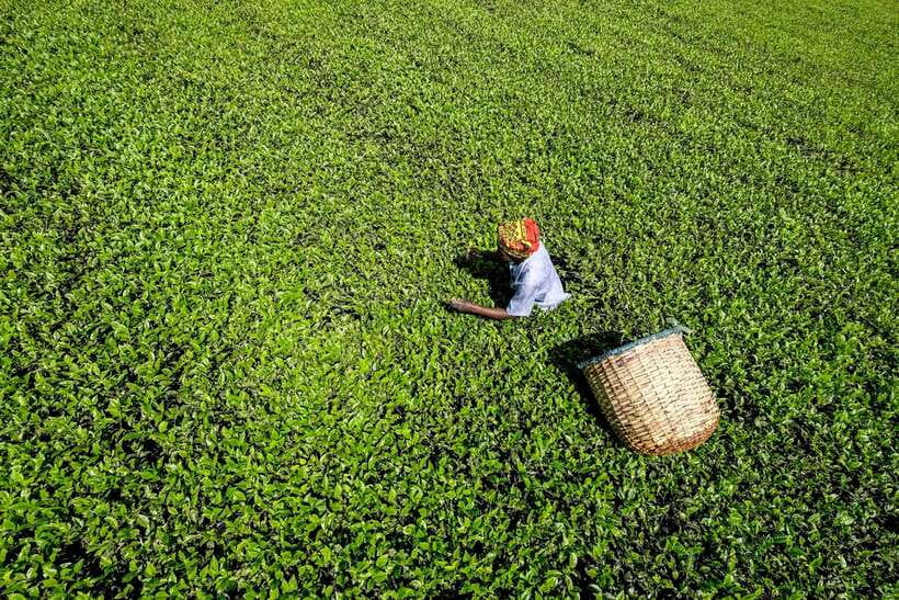 Ella Day Tour: with Tea Factory Visit from Colombo/Bentota - Who will get the most from this tour