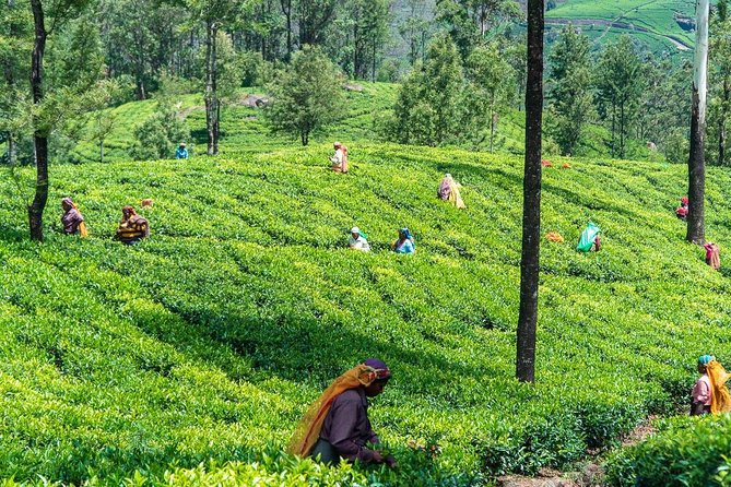 Ella Day Trip from Mirissa, Weligama, Galle, Hikkaduwa - Who should book this Ella day trip?