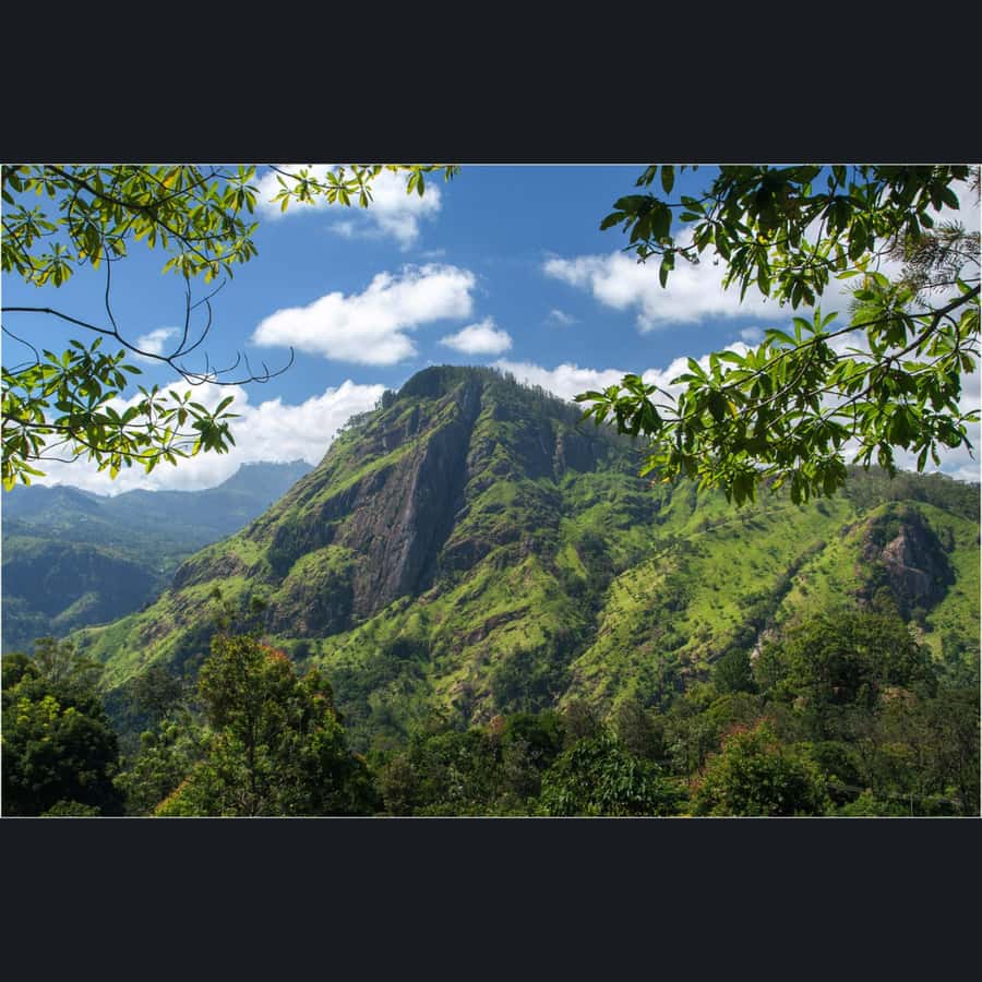 Ella: Drop to Tangalle/Hiriketiya/Mirissa/Galle & Yala Tour - Who should book this Yala safari transfer