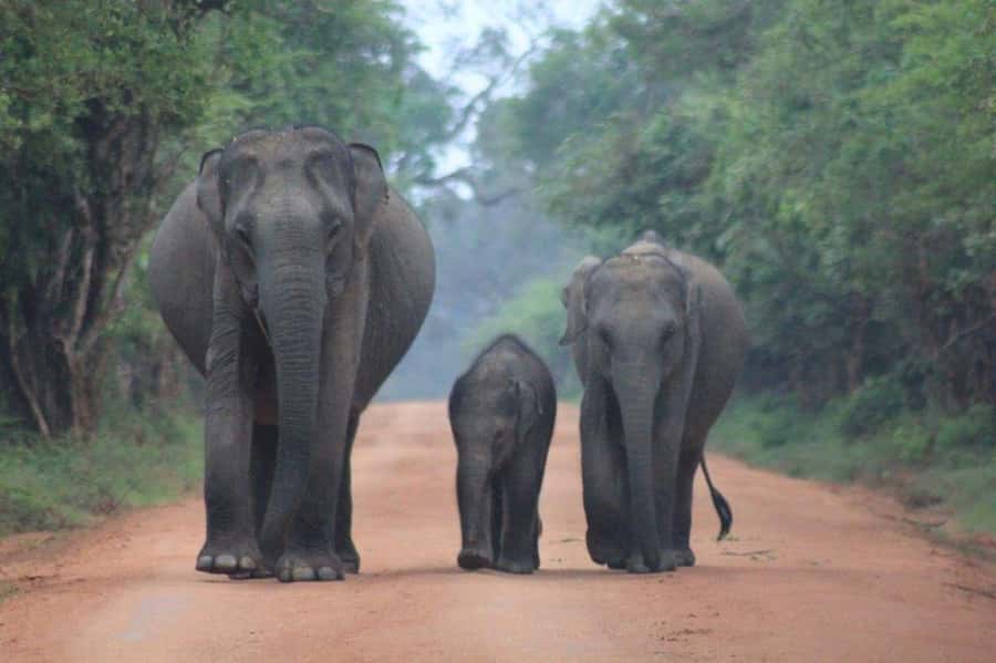 ELLA: Drop to Tangalle/Hiriketiya/Mirissa/Galle & Yala Tour - The early road from Ella to Yala