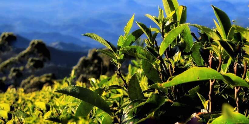 Ella: Lipton's Seat Tour with Dambetanna Tea Factory Visit - Key details before you book