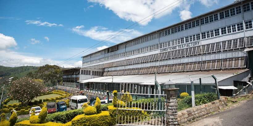 Ella: Lipton's Seat Tour with Dambetanna Tea Factory Visit - Why this six-hour outing works well from Ella