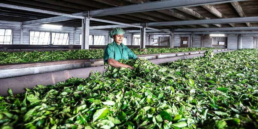 Ella: Lipton's Seat Tour with Dambetanna Tea Factory Visit - Lipton’s Seat gives you the big view