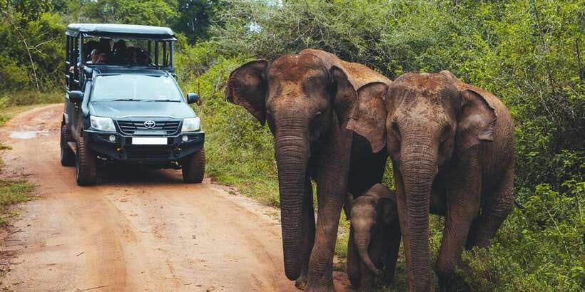 Ella: Safari Day Trip to Yala & Udawalawe w/ Picnic Lunch - Yala at the Golden Hour