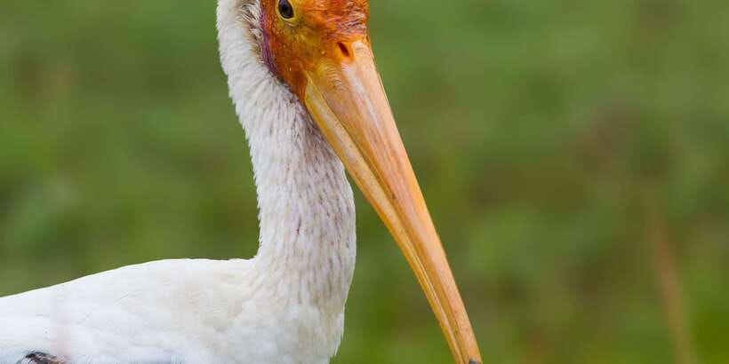 Ella: Safari Day Trip to Yala & Udawalawe with Lunch - The guides can make or break the day