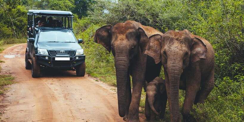 Ella: Shuttle to Tangalle/Mirissa/Galle & Udawalawa Safari - Continuing to Tangalle, Mirissa, Galle, or Hikkaduwa