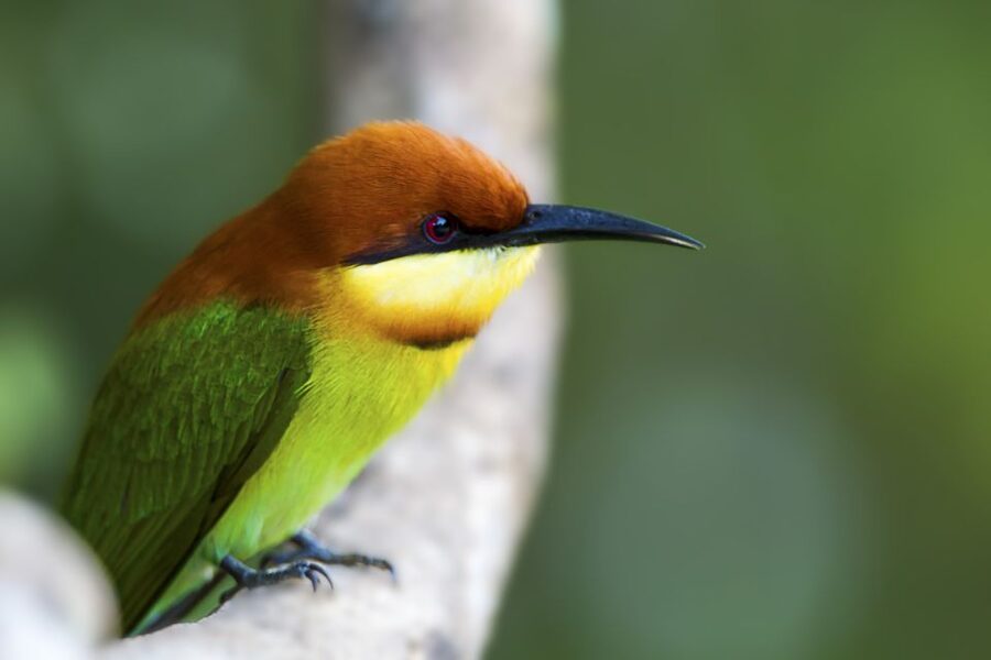 Ella: Shuttle to Tangalle/Mirissa/Galle & Udawalawa Safari - The real cost: $43 plus the park fee
