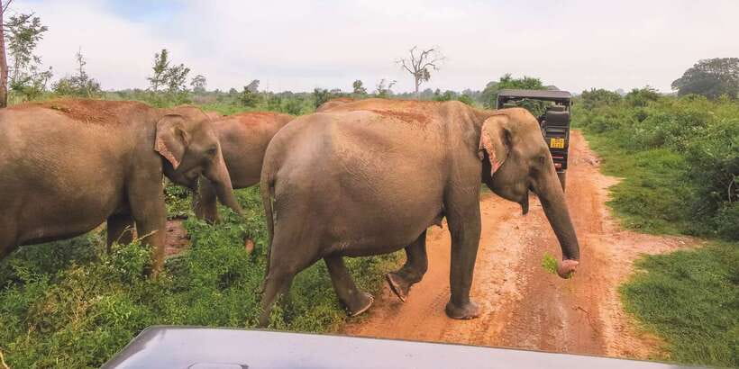 Ella: Shuttle to Tangalle/Mirissa/Galle & Udawalawa Safari - Leaving Ella before the animals wake up