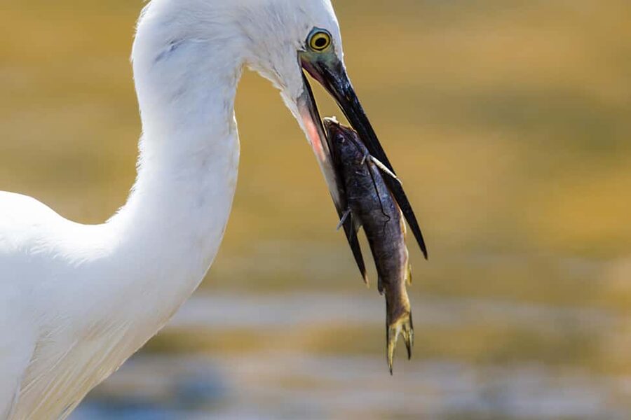Ella: Transfer to Hikkaduwa & Yala Safari Tour - Key points to know before booking