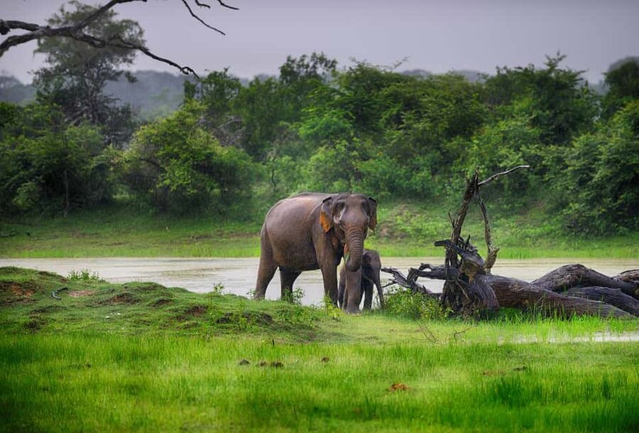 Ella: Transfer to Tangalle/Mirissa/Galle & Yala Safari Tour - Key points to know before booking