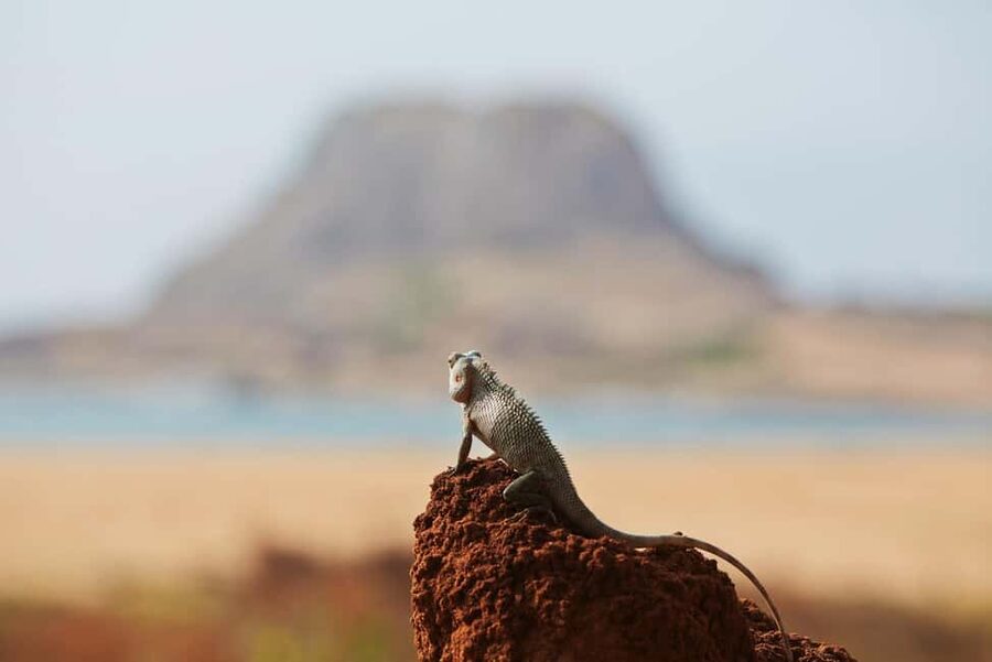 Ella: Transfer to Tangalle/Mirissa/Galle & Yala Safari Tour - Who should book this safari transfer?