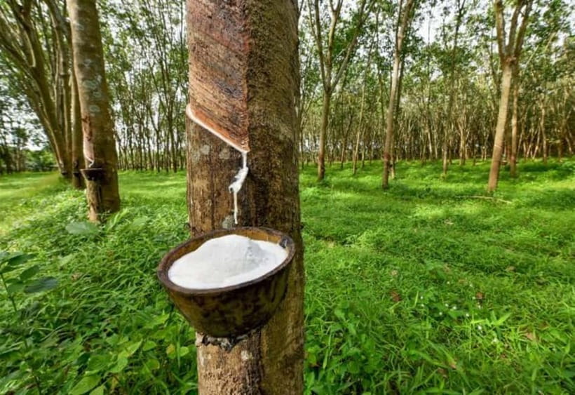 Ella: Tuk Tuk Tour to Diyaluma and Secret Waterfalls - Diyaluma Falls: the reason to make the trip