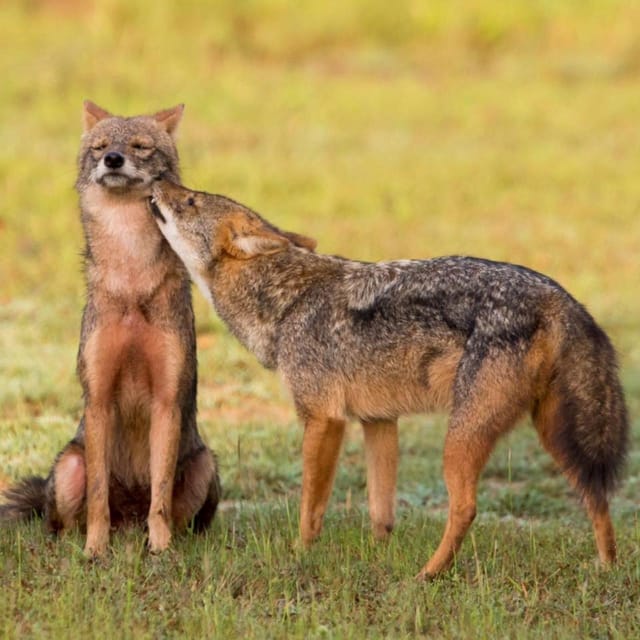 Ella : Yala Safari Drop : Arugambay / Arugam bay / Pottuvil - Who will get the most from this safari