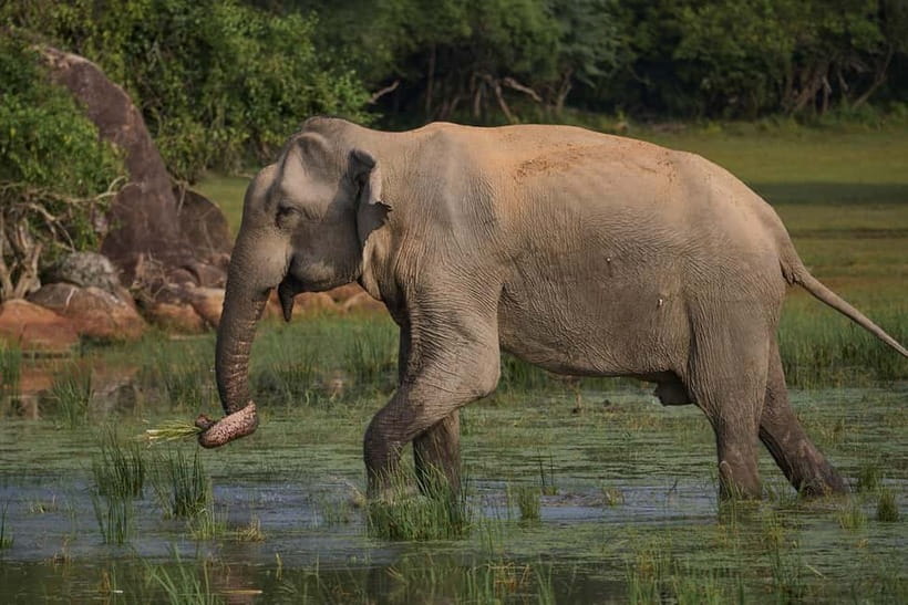 Ella: Yala Safari with Drop at Tangalle/ Hiriketiya/ Mirissa - How the guides affect the safari