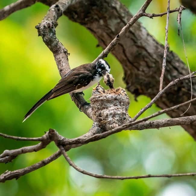 Ella: Yala Safari with Drop at Tangalle/ Hiriketiya/ Mirissa - What the $11 price really means