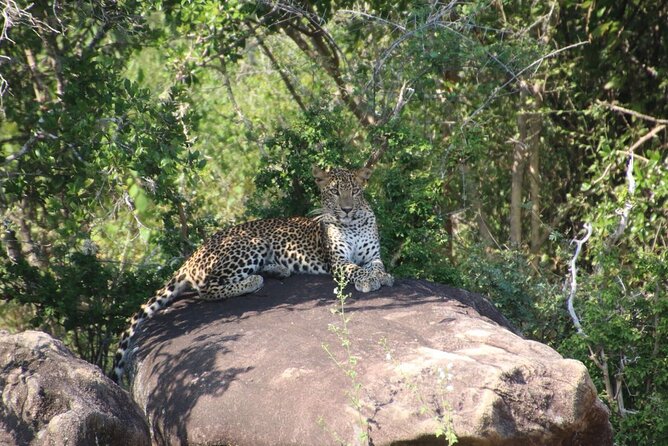 Evening Safari - Yala National Park with Janaka safari - 02.00 pm to 06.30 pm - Why an Evening Safari Fits Yala
