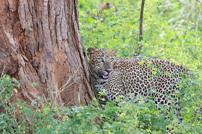 Evening Safari - Yala National Park with Janaka safari - 02.00 pm to 06.30 pm - Pickup From Tissamaharama, Kirinda, and Nearby Hotels