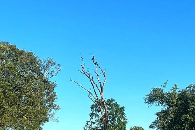 Everything in Udawalawe (Safari, Accommodation with Half Board) - Why Udawalawe is a good place for an elephant safari