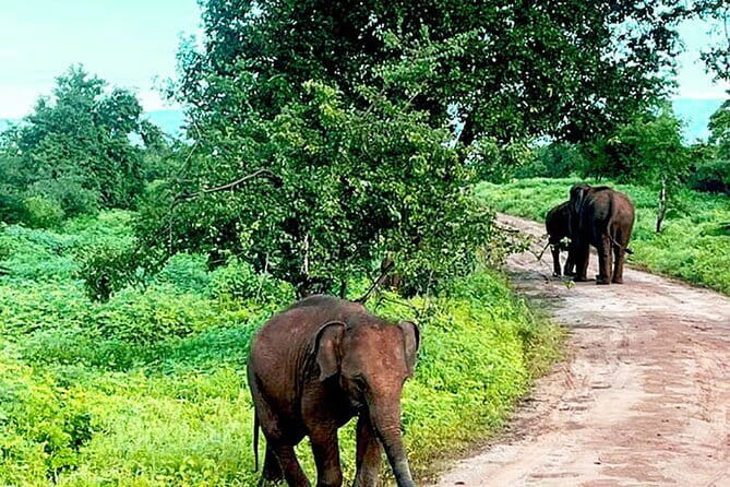 Everything in Udawalawe (Safari, Accommodation with Half Board) - Elephants, birds, and the wider animal list