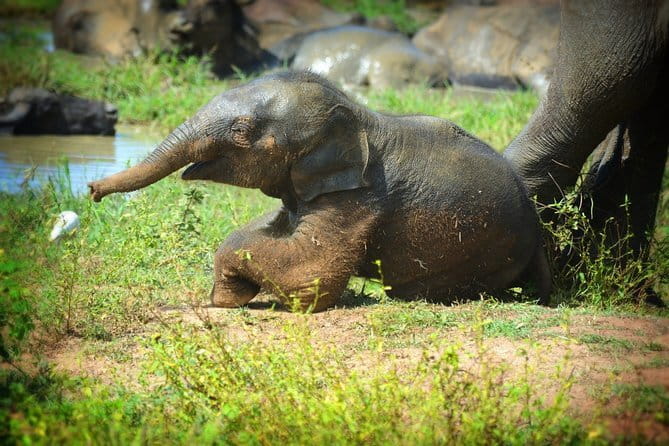 Everything in Udawalawe (Safari, Accommodation with Half Board) - The quiet homestay and half-board arrangement