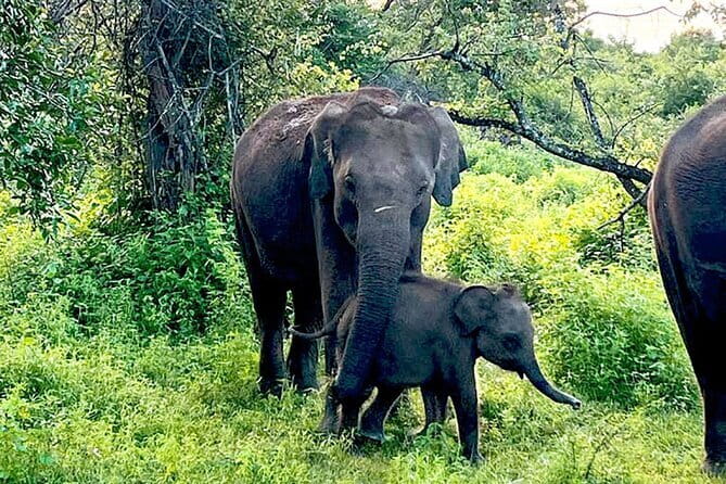 Everything in Udawalawe (Safari, Accommodation with Half Board) - Who will enjoy this safari most