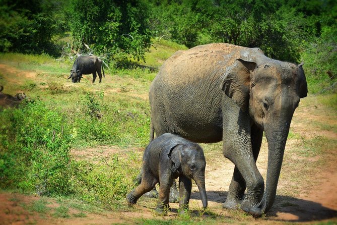 Exclusive 3-Hour Private Jeep Safari at Udawalawe National Park - Key points at a glance