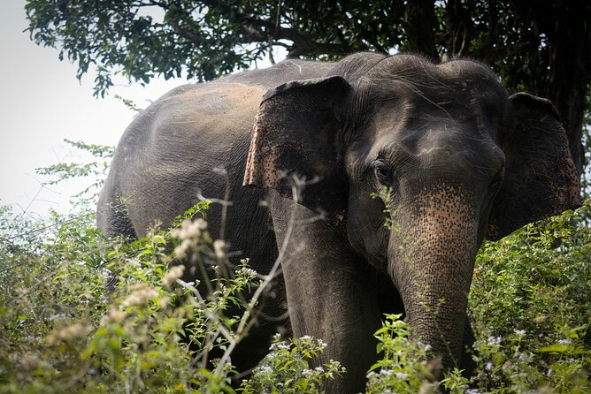 Exclusive 3-Hour Private Jeep Safari at Udawalawe National Park - Meeting your driver near the 7th Mile Post