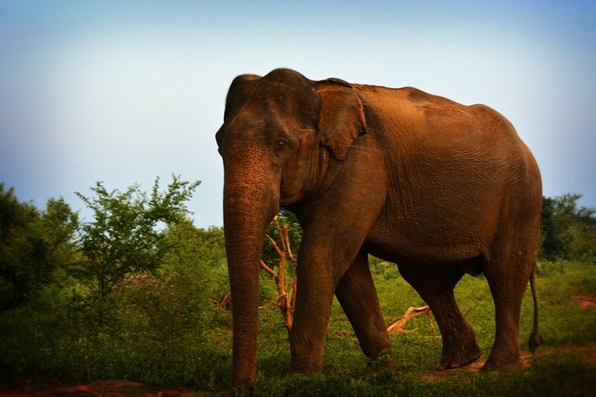 Exclusive 3-Hour Private Jeep Safari at Udawalawe National Park - Searching grasslands, waterholes, and wooded areas