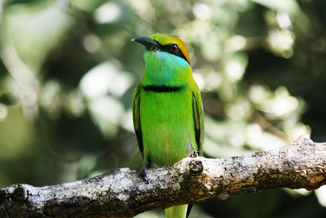 Exclusive 3-Hour Private Jeep Safari at Udawalawe National Park - The animals you may see
