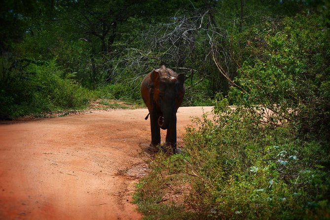 Exclusive 3-Hour Private Jeep Safari at Udawalawe National Park - How the guide affects the quality of the trip