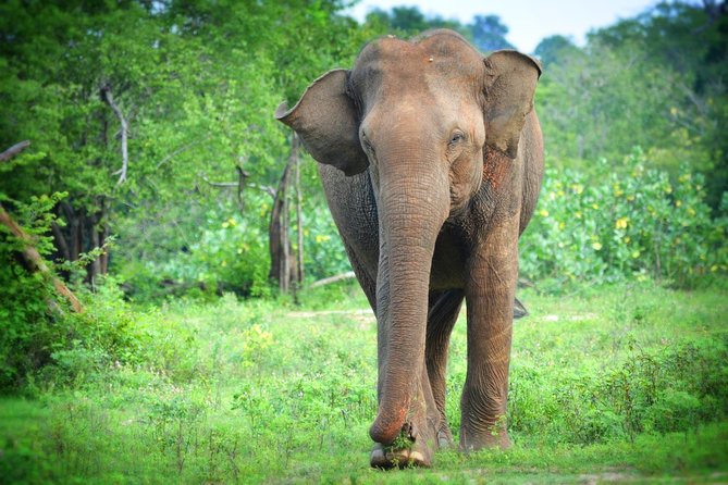 Exclusive 3-Hour Private Jeep Safari at Udawalawe National Park - The real value of the $25 price