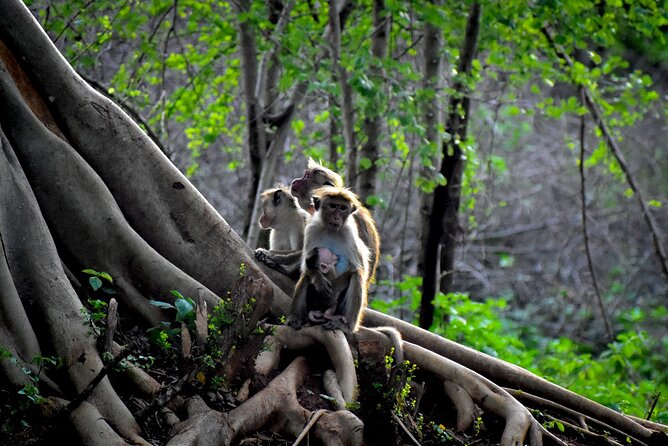 Exclusive 3-Hour Private Jeep Safari at Udawalawe National Park - Inside the private 4x4 jeep