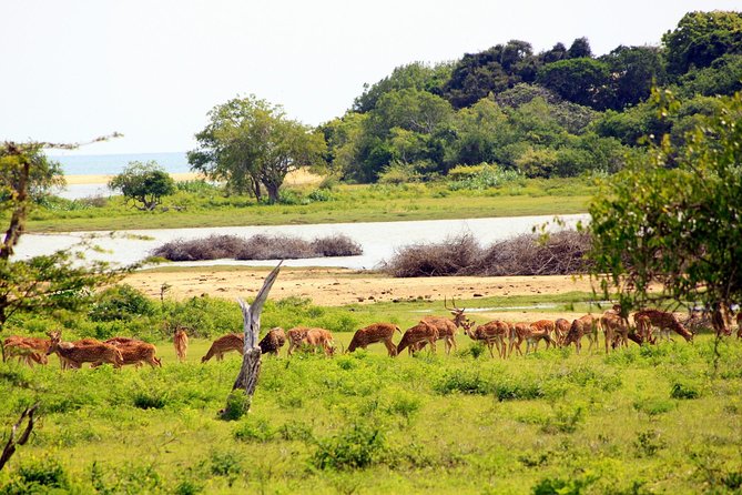 Exclusive: Full Day Leopard Safari at Yala National Park - Why this Yala safari is worth your time
