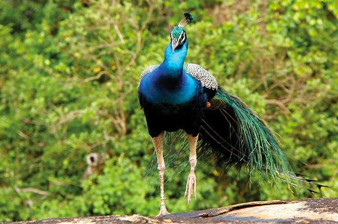 Exclusive: Full Day Leopard Safari at Yala National Park - A wildlife list that goes beyond leopards