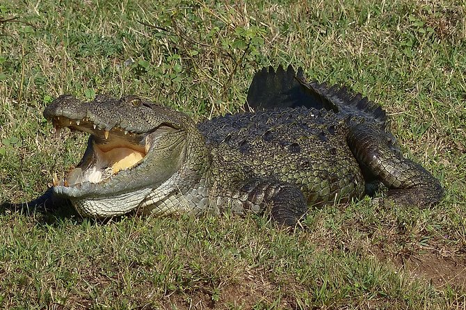 Exclusive: Full Day Leopard Safari at Yala National Park - Noon lunch beside the beach