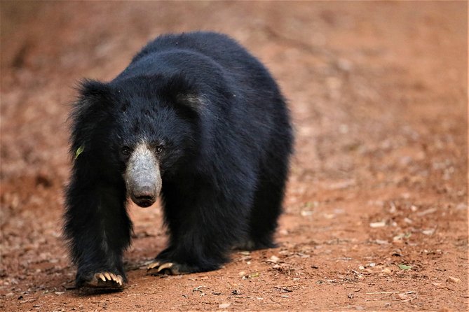 Exclusive: Full Day Leopard Safari at Yala National Park - The 1:00 p.m. beach hour and afternoon drive
