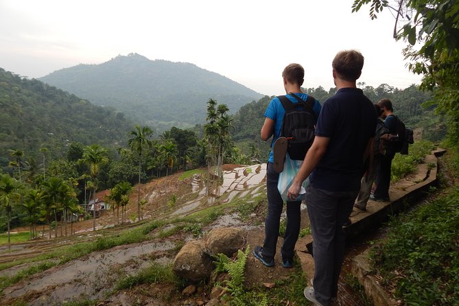 Exclusive knuckles Camping Tour from kandy - Day Two: Breakfast, Tea Plantations, and High Forest