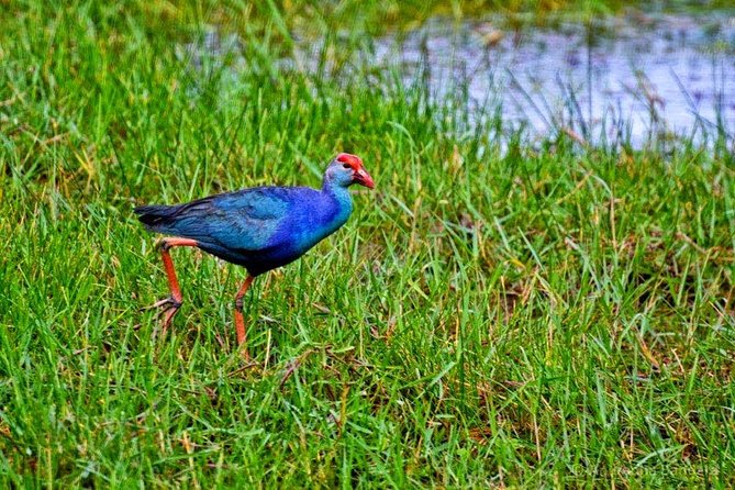 Exclusive: Muthurajawela Bird Watching Tour with Transfers - Starting with a Negombo tuk-tuk pickup