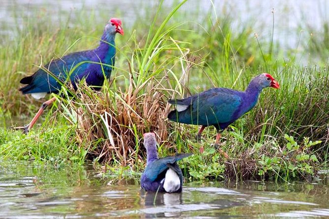Exclusive: Muthurajawela Bird Watching Tour with Transfers - Bird watching at Muthurajawela