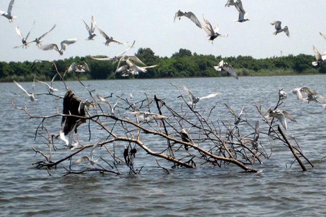 Exclusive: Muthurajawela Bird Watching Tour with Transfers - What the local guide adds