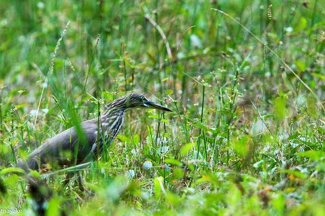 Exclusive: Muthurajawela Bird Watching Tour with Transfers - How much value do you get for $35?