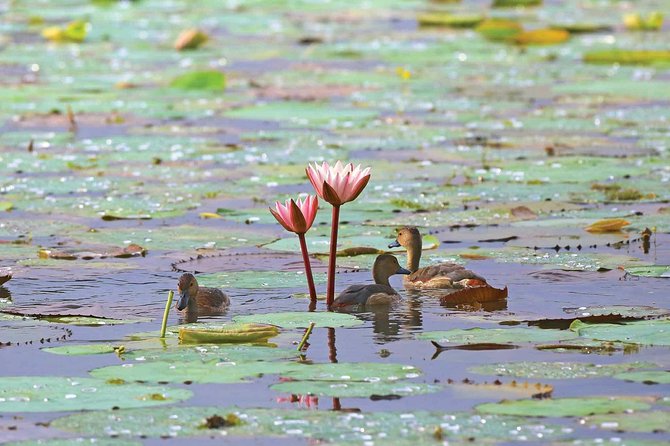 Exclusive: Muthurajawela Bird Watching Tour with Transfers - Time, comfort, and practical planning